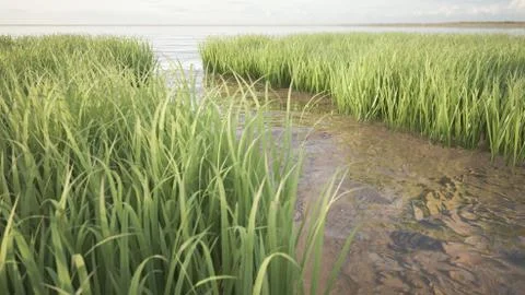 Grass field Stock Illustration