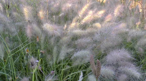 Grass field landscape at sunrise Stock Footage 39001943