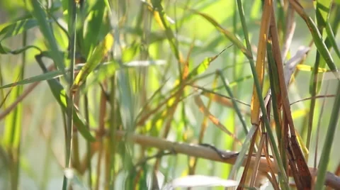 Grass field with lens flare effect Stock Footage 51691627