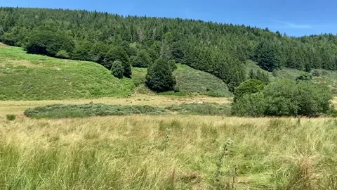 Grass field in Les Cévennes 스톡 동영상 345360738