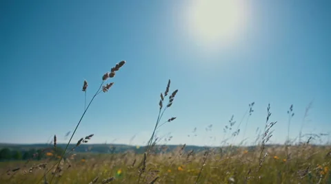 Grass field lit by bright sun Stock Footage