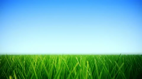 Grass Field loopable background. Video stock 21441717