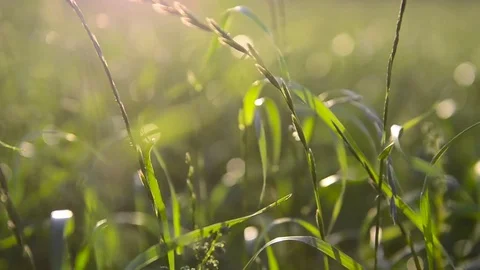 Grass Field Meadow Sunset Sun Nature_02 Stock Footage 84347242