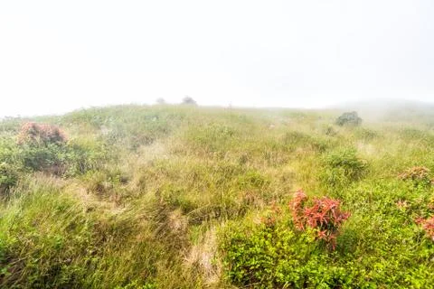 Grass field with misty on mountain Stock Photos