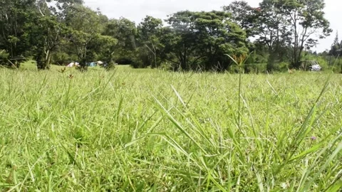 Grass field mountain view in bali Stock Footage 149949661