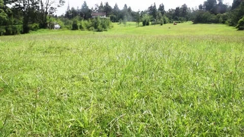 Grass field mountain view in bali Stock Footage 149949688