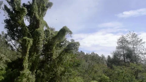 Grass field mountain view in bali Stock Footage 149950369