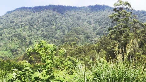 Grass field mountain view in bali Stock Footage 149950932