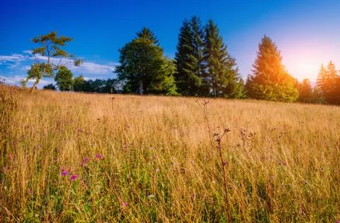 Grass field in the mountains Foto stock
