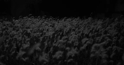 Grass Field at Night, Summer, 4K Stock Footage