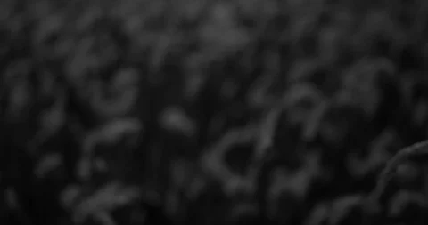 Grass Field at Night, Summer, Racking Focus, 4K Stock Footage 117221694