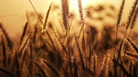 Grass field or wheat during a romantic sunset Stock Footage 239019647