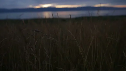 Grass field panorama sunset background Stock Footage 94106528