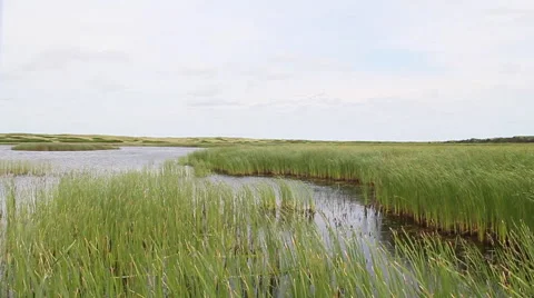 Grass field panoramic Stock Footage 54794846