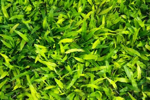 Grass field in the park Stock Photos