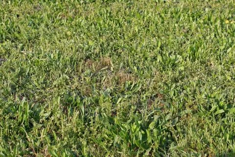 Grass field park Stock Photos