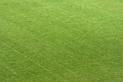 Grass field Stock Photos