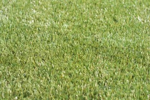 Grass field Stock Photos