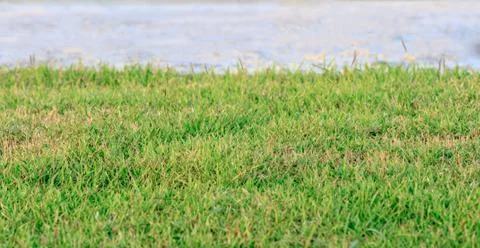 Grass field Stock-Fotos