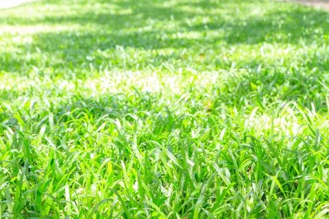 Grass field Stock Photos
