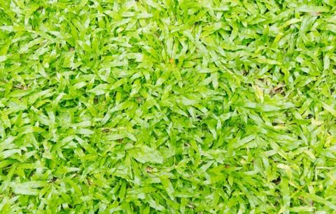 Grass field Stock Photos