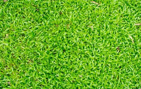 Grass field Stock Photos