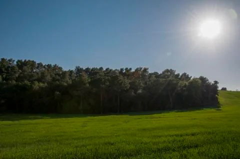 Grass field 写真素材