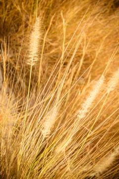 Grass Field Stock Photos