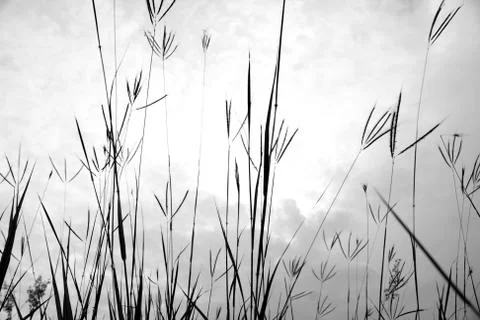 Grass of the field Stock Photos