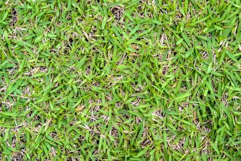 Grass field Stock Photos