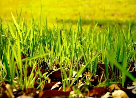 Grass field Stock Photos