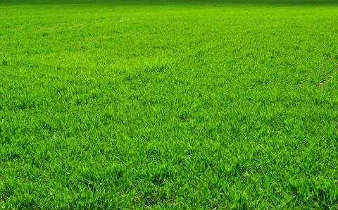 Grass  field Foto stock