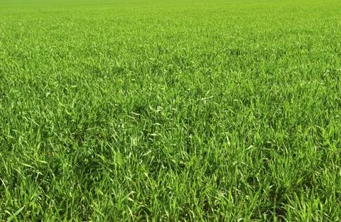 Grass field Foto stock