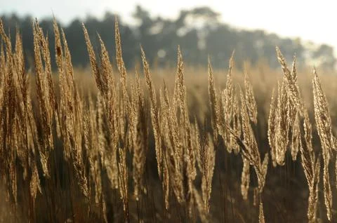 Grass field Stock Photos