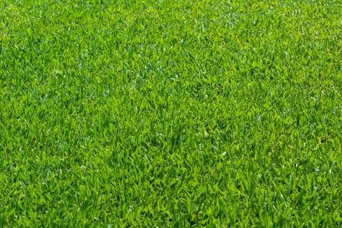 Grass field Stock Photos