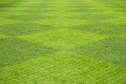 Grass field Stock Photos