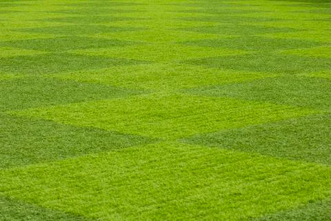 Grass field Stock Photos
