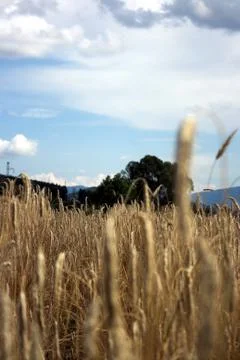 Grass on field Stock Photos