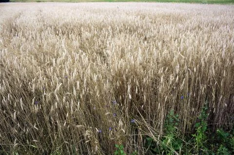 Grass on field Stock Photos