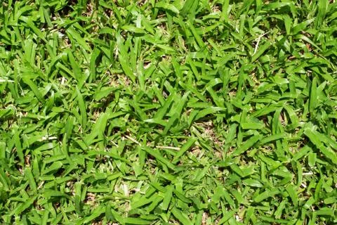 Grass field Stock Photos