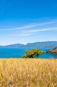 Grass Field 스톡 사진