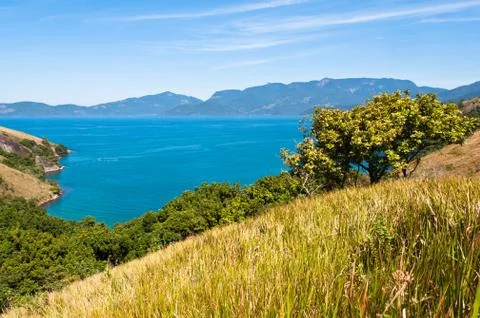 Grass Field Фото