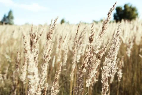 The grass in the field Stock Photos