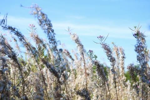 The grass in the field Stock Photos