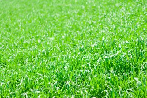 Grass field Stock Photos