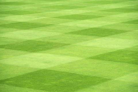 Grass field Stock Photos