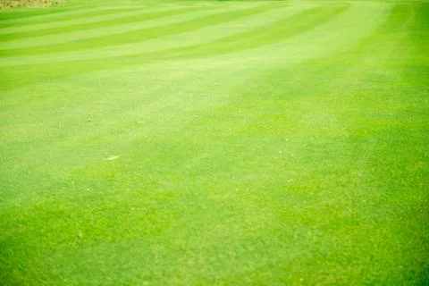 Grass field Stock-Fotos