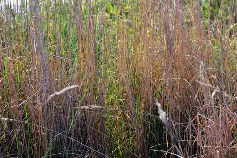 Grass field Stock Photos