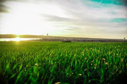 Grass Field Stock Photos