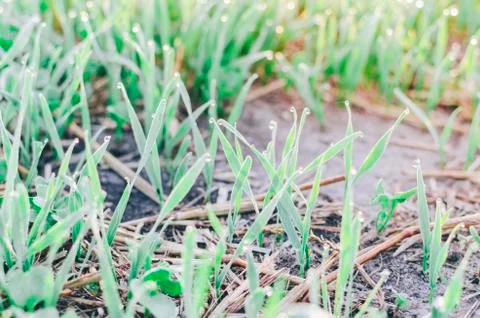 Grass On Field Stock Photos